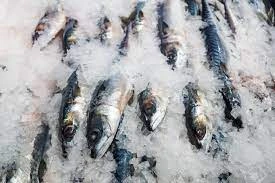 Ikan tuna beku fillet premium frozen food supplier Makassar Sulawesi Selatan